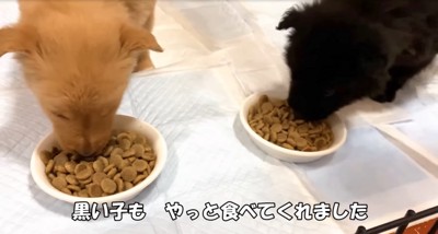 ご飯を食べる子犬