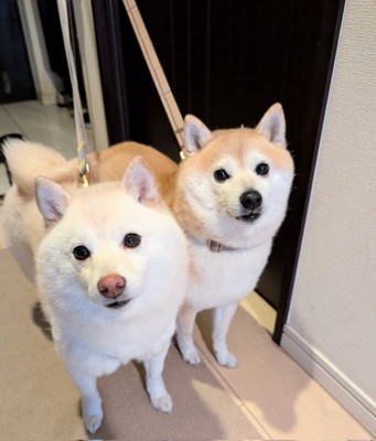 豆柴姉妹