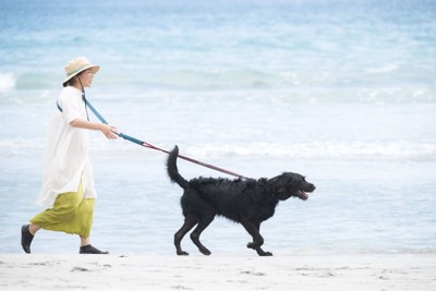 海辺を散歩する犬と女性