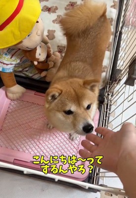 業者さんが来た日のはなちゃん3