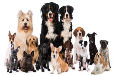犬の集合写真