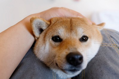 柴犬、顔のアップ