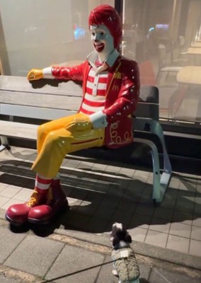 「すみませんがなでてもらえますか？」