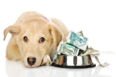 犬とお金