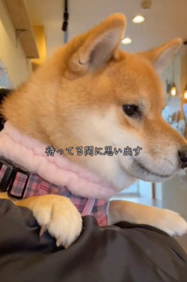 犬の横顔1