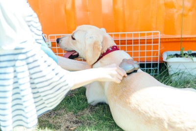 ブラッシングされる犬