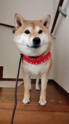 ニコニコ