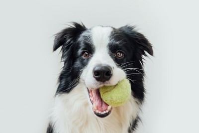 ボールを咥えた犬