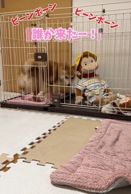 業者さんが来た日のはなちゃん4