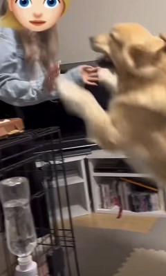 前足を振り上げる犬