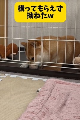 業者さんが来た日のはなちゃん7