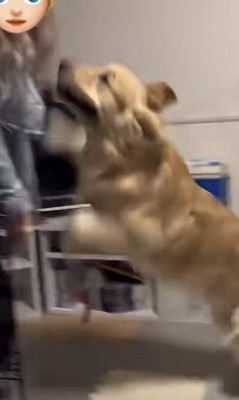 勢いよく飛びつく犬