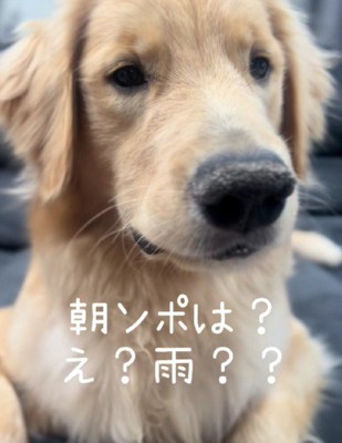 「え…お散歩中止…？」