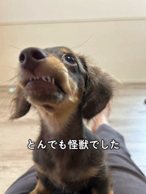 うにくんのお迎え前後のギャップ9