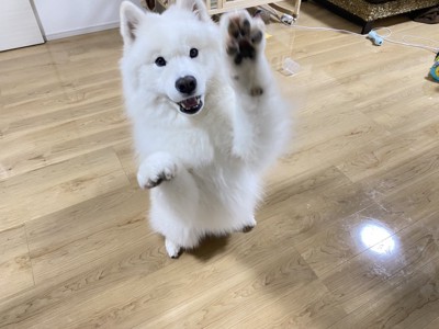 アピール