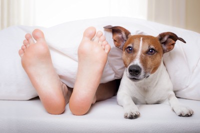 ベッドの上で足元にいる犬