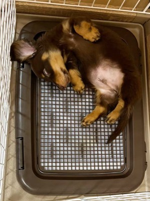 うにくんのお迎え前後のギャップ6