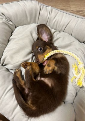 うにくんのお迎え前後のギャップ8