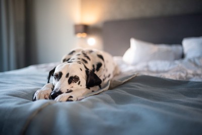 ベッドで横たわっている犬