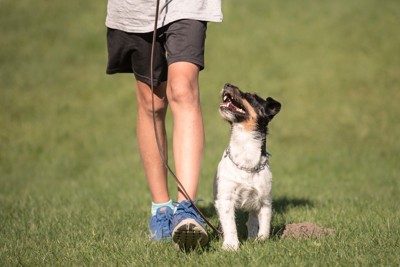 アイコンタクトしながら散歩する犬