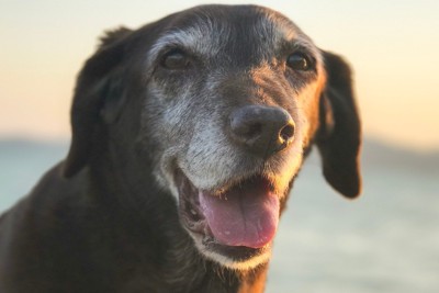 シニアの黒犬の顔のアップ