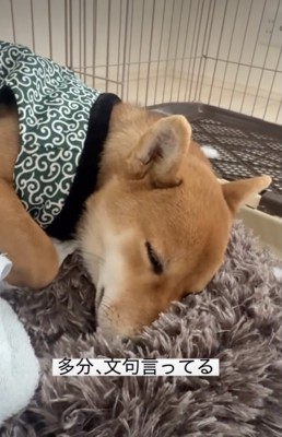 キャプテン、人間の子供みたい