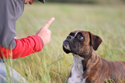 飼い主の指示に注目する犬