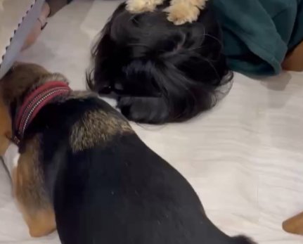 ソファの下