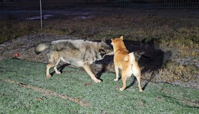 深い犬吸い
