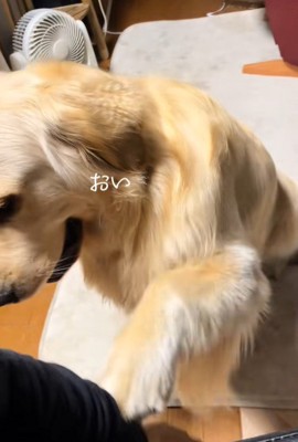 甘えん坊なQ太くん