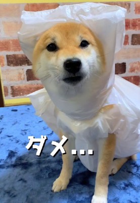 ちょっぴり不満そう？