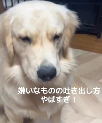 Q太くんにみかんを投げたら5