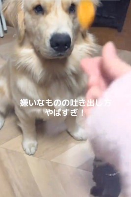 Q太くんにみかんを投げたら2
