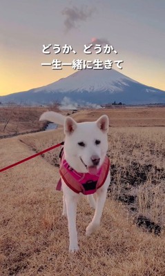 マナちゃんの現在までの軌跡⑩