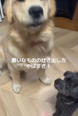 Q太くんにみかんを投げたら3