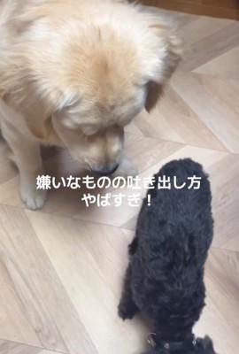 Q太くんにみかんを投げたら8