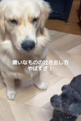 Q太くんにみかんを投げたら4