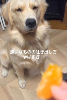 Q太くんにみかんを投げたら