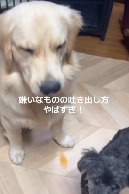 Q太くんにみかんを投げたら7