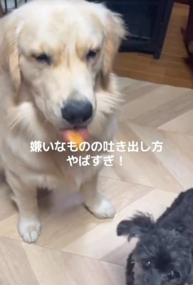 Q太くんにみかんを投げたら6