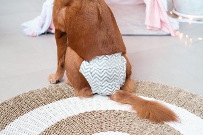 おむつをつけた犬のお尻
