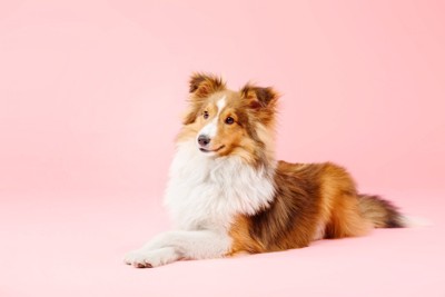 床に伏せて首を傾げる犬
