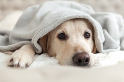 ブランケットに包まって顔を覗かせる犬
