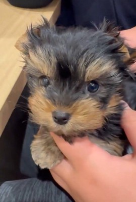 くぅちゃんの可愛い姿