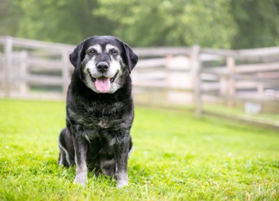 芝生の上に座っているシニア犬