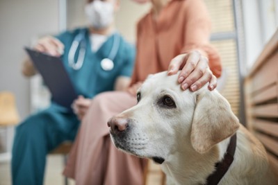 犬の頭をなでながら獣医師に相談する飼い主