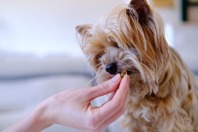 飼い主の手からサプリを飲もうとしている犬