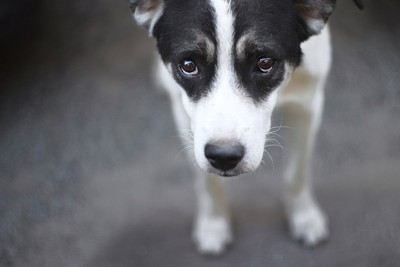 上目遣い、悲しげな表情、白黒の犬