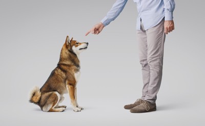 叱られる犬