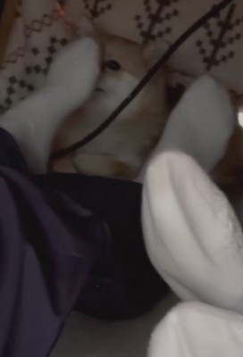 愛犬が足裏のニオイを嗅いでた！！